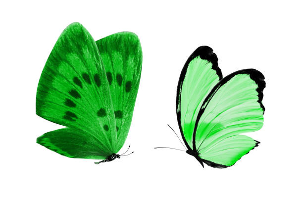 istock tropical green butterfly. isolated on white 1157025968