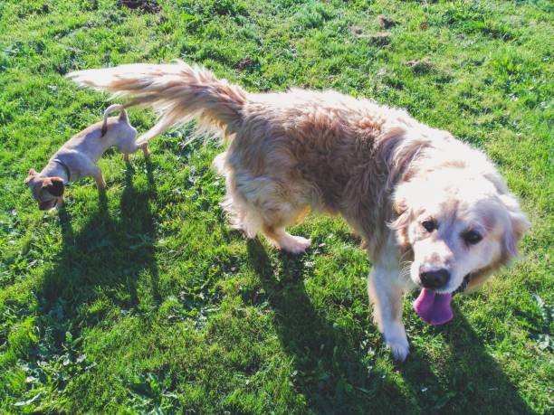 istock Chihuahua and golden retriever 1157028571