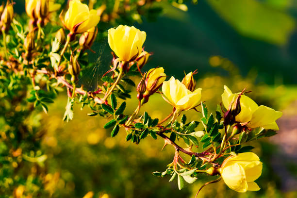 istock Wild yellow rose flower lit by the sun at sunset. 1157028603