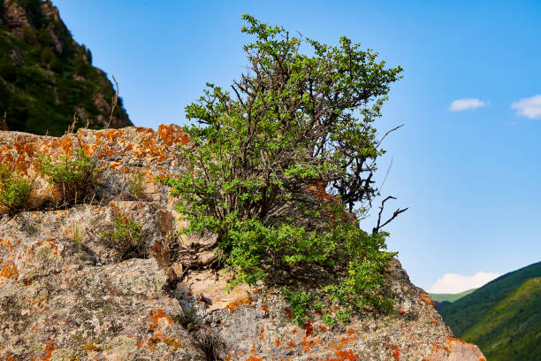 istock stone in front of a clear blue sky illuminated by the sun 1157029321