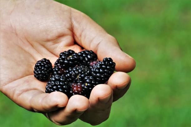istock Ripe Blackberries in the male hand 1157031480