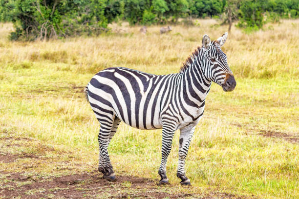 istock Zebra in Ol Pejeta Conservancy Nanyuki Kenya 1157033060