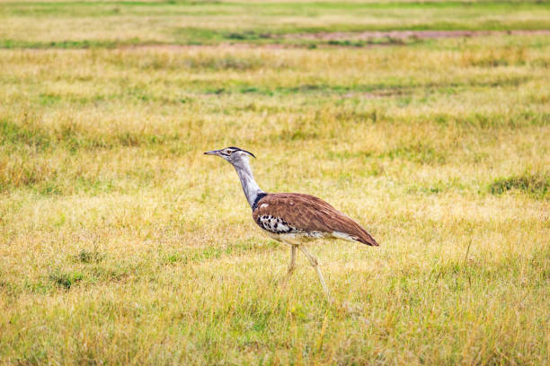 Kori Bustard in Ol Pejeta Conservancy, Nanyuki, Kenya, Africa.
