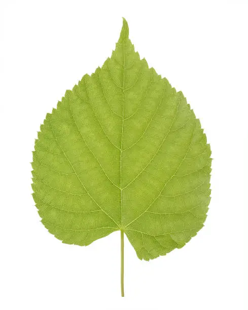 Green leaf of Linden or Tilia, commonly called lime trees, or lime bushes of the family Tiliaceae or Malvaceae isolated on white background