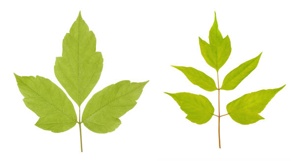 acer negundo lub liści klonu amerykańskiego izolowane na białym tle - tree isolated maple tree green zdjęcia i obrazy z banku zdjęć