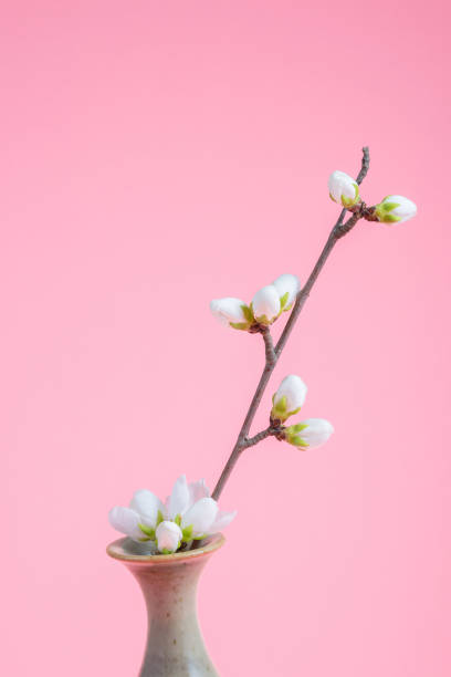 istock Vase and flower buds on pink background 1157034735