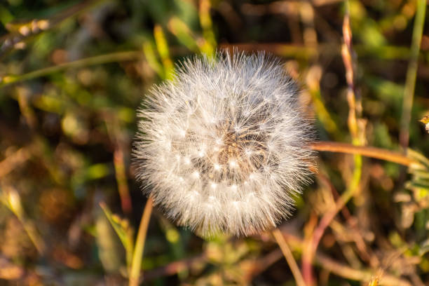 Close up of Dandelion (Taraxacum officinale) seed head Close up of Dandelion (Taraxacum officinale) seed head puff ball gown stock pictures, royalty-free photos & images