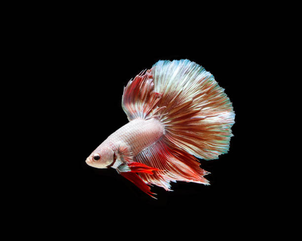 istock Betta fish, siamese fighting , betta splendens isolated on black background 1157035757