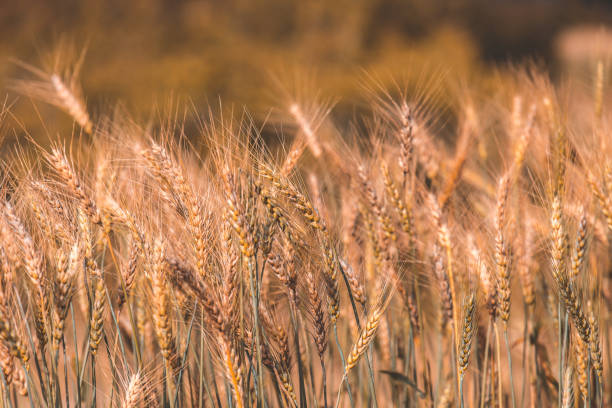 istock Barley Field in Sunset 1157035861