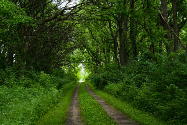Along the Wauponsee Glacial Trail through the woods in Midewin National Tallgrass Prairie.  Wilmington, Illinois, USA