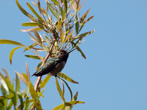 Humming Bird in Tree Branch