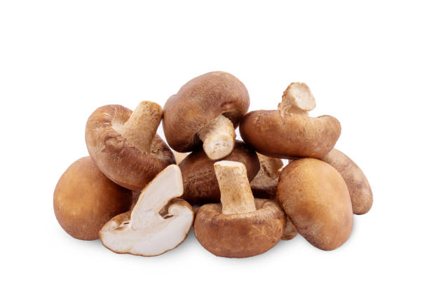 istock Shiitake mushroom on the White background 1157036848
