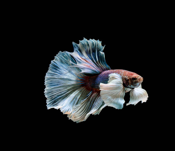 istock Betta fish, siamese fighting , betta splendens isolated on black background 1157036880