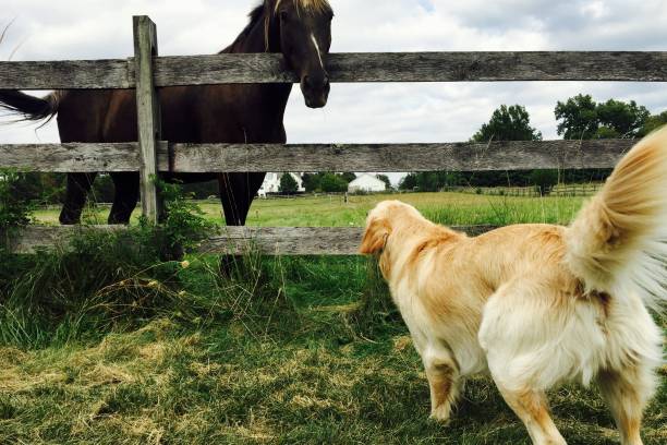 istock Golden Retriever meets Horse 1157043371