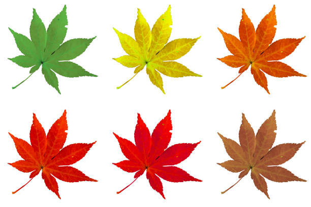 istock The change of maple leaves in autumn trees 1157043425