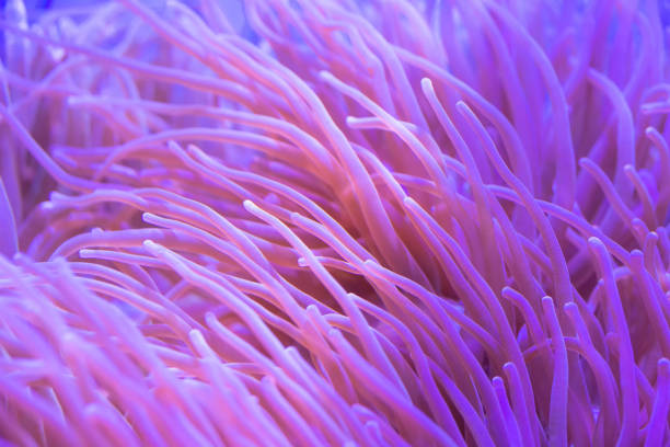 istock Beautiful sea flower in underwater world with corals and  fish. 1157045014