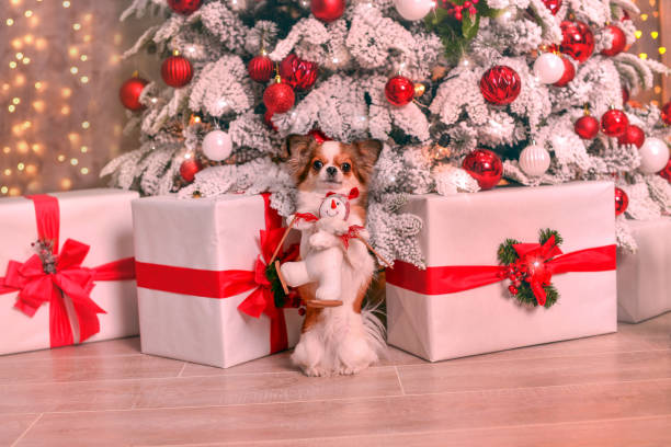 istock chihuahua new year 1157045065