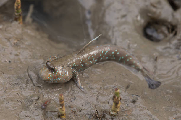 Mudskipper or Amphibious fish in the mud at mangrove forest