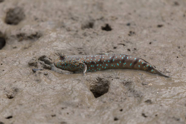 istock Mudskipper or Amphibious fish in the mud at mangrove forest 1157045352