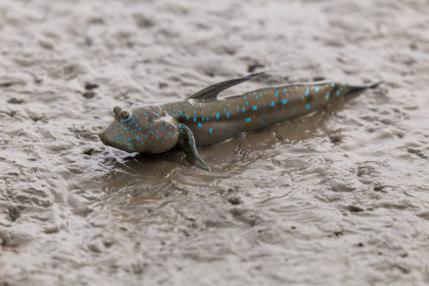 Mudskipper or Amphibious fish in the mud at mangrove forest in Satun, Thailand