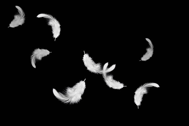 istock White feathers floating in the air. Isolated on black background 1157048962