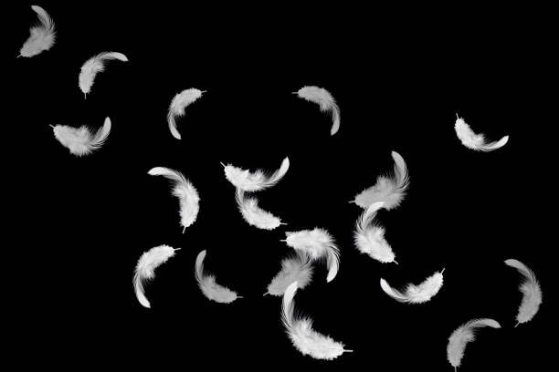 istock White feathers floating in the air. Isolated on black background 1157048963