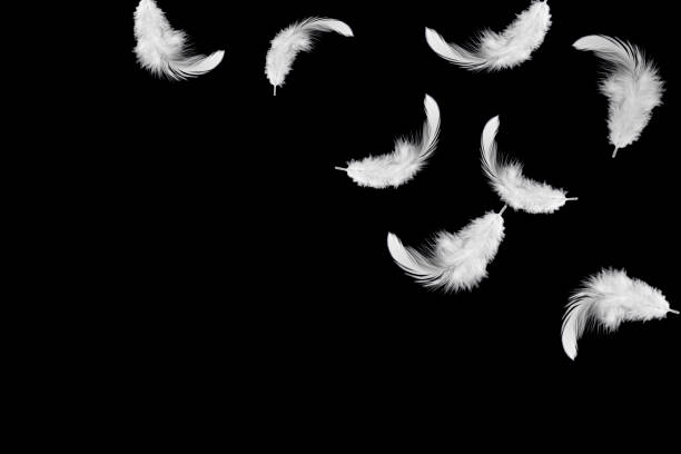 istock White feathers falling down in the air. Isolated on black background 1157048964