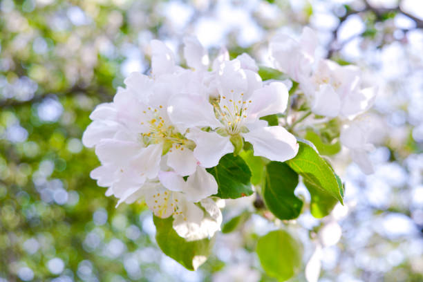 istock Close up Apple tree branch with white flowers 1157050068