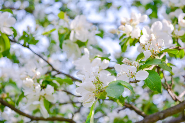 istock Close up Apple tree branch with white flowers 1157050072