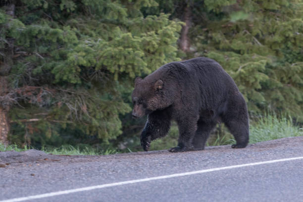 istock Black bear crossing Yellowstone bridge 1157051140