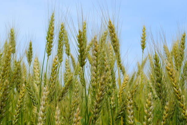 istock Ripening rye on the field 1157051467