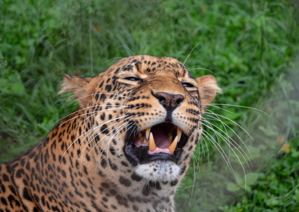 istock Leopard in Nairobi National Park, Kenya 1157051492