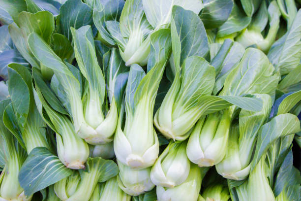 istock pile of bok choy(Chinese cabbage) 1157051615
