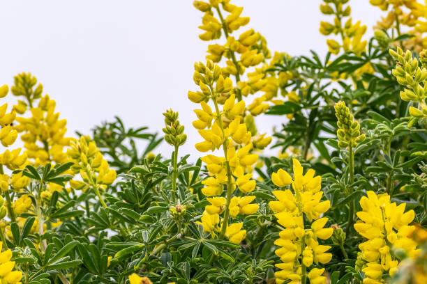 bush costero lupino (lupinus arboreus) que florece en la costa del océano pacífico, california - altramuz fotografías e imágenes de stock