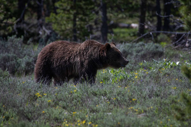 istock Grizzly bear in meadow 1157054567