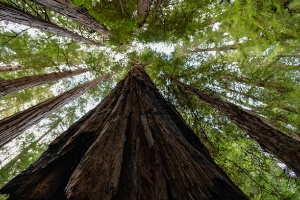 istock Looking up into large Redwood Tree canopy. 1157056690