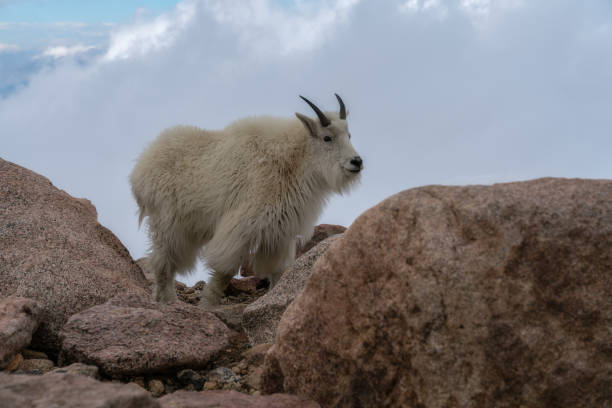 istock Mountain Goat in Colorado 1157056748