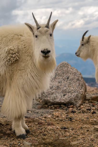 istock Mountain Goat in Colorado 1157057374