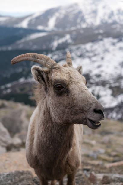 istock Bighorn Sheep in Colorado 1157057394