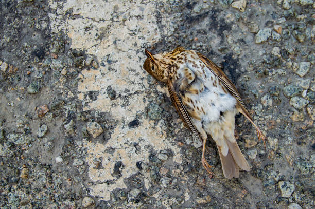 istock Bird dead on the road lies. 1157057434