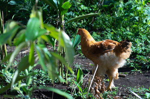 A chicken plucks around a green garden looking for food.