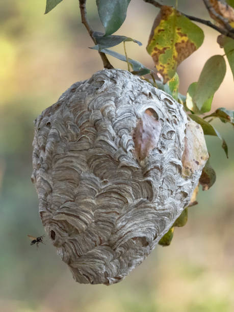 istock Wasp Nest with Leaves Hanging on Tree Branch Western Oregon 1157058373