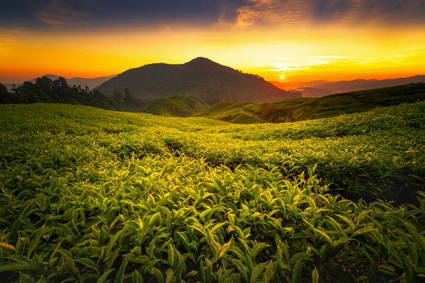 istock Tea plantation in Cameron highlands 1157062853