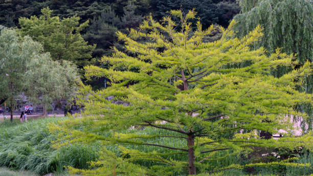 istock Aquatic plants in a pond 1157063065