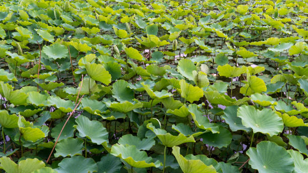 istock Aquatic plants in a pond 1157063148