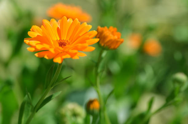 Pot Marigold (Calendula officinalis) on blur background. Pot Marigold (Calendula officinalis) on blur background. Orange flowering medicinal plant of the family Asteraceae. field marigold stock pictures, royalty-free photos & images