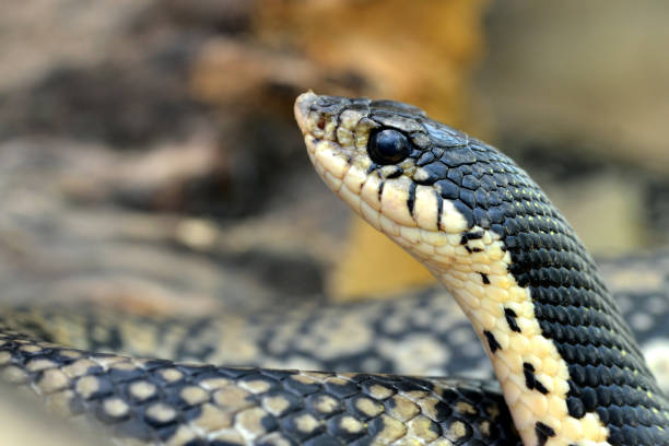 istock Malagasy Giant Hognose ( Leioheterodon madagascariensis ) 1157064445