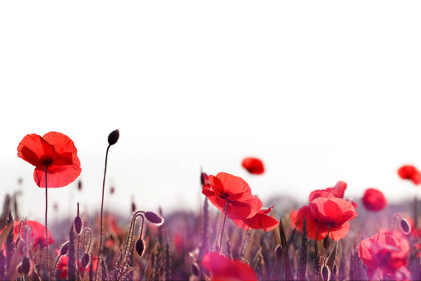 春の野原に赤いケシの花。 - poppy field red flower ストックフォトと画像