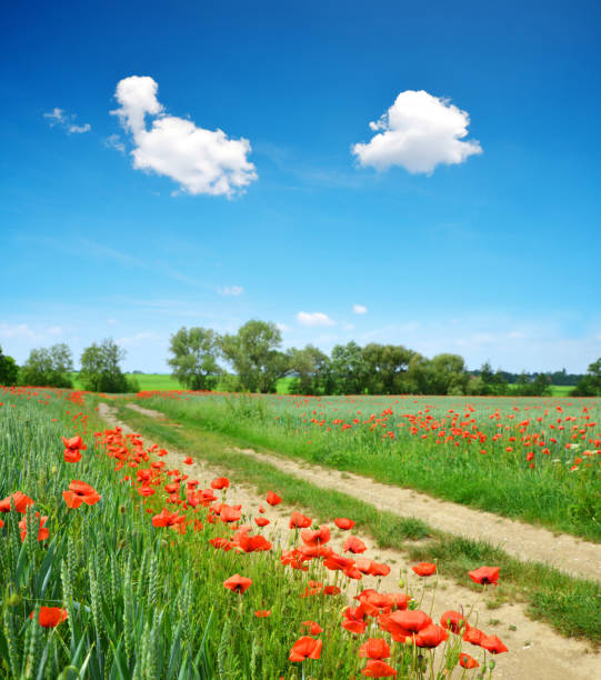 istock Red poppy flowers in the field. 1157064450