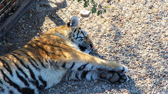 The young cute Amur (siberian) tiger cub lies and rests on the ground in cage, showing pads. Travel and tourism, nature, prison and freedom, growth, animals and wildlife, zoo concept.